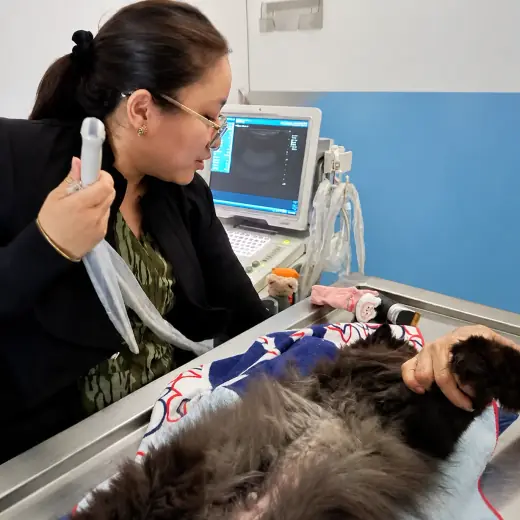 Procedimiento médico - Ecografía veterinaria en VETECHI