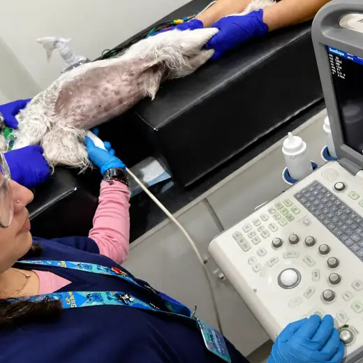 Tecnología moderna - Equipamiento especializado de VETECHI Hospital
