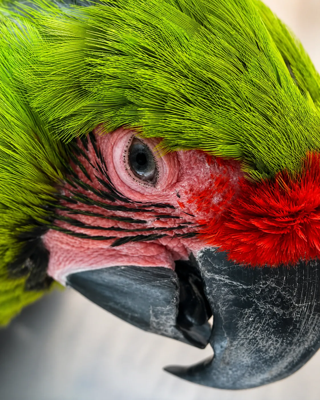 Caso de éxito - Paciente feliz atendido en VETECHI Hospital - Especies No Tradicionales